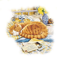 Gatto 5